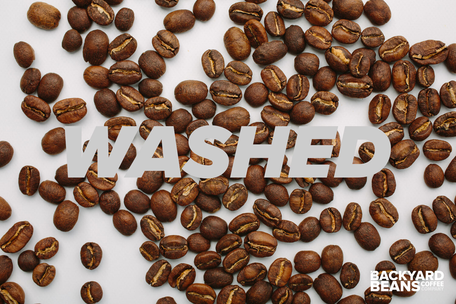 Image showing washed roasted coffee beans